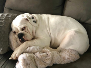 every day is bring your pet to work day for continued's Wendy Bradbury